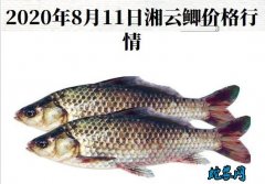 2020年8月11日湘云鲫价格行情、...