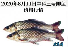 2020年8月11日中科三号鲫鱼价格...