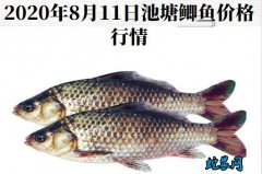 2020年8月11日池塘鲫鱼价格行情...
