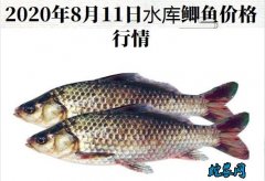 2020年8月12日水库鲫鱼价格行情...