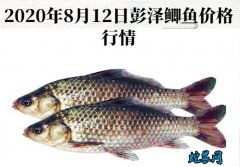 2020年8月12日彭泽鲫鱼价格行情...