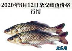 2020年8月12日杂交鲫鱼价格行情...