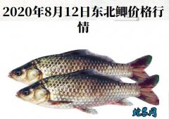 2020年8月12日东北鲫价格行情、...