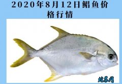 2020年8月12日鲳鱼价格行情、今...