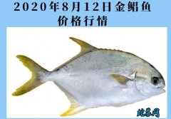 2020年8月12日金鲳鱼价格行情、...