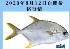 2020年8月12日白鲳价格行情、今...