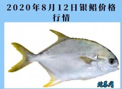 2020年8月12日银鲳价格行情、今...