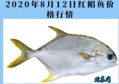 2020年8月12日红鲳鱼价格行情、...