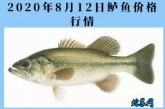 2020年8月12日鲈鱼价格行情、今...