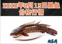 2020年8月13日黑鱼价格行情、今...