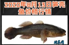 2020年8月13日笋壳鱼价格行情、...