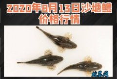 2020年8月13日沙塘鳢价格行情、...