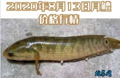 2020年8月13日月鳢价格行情、今...