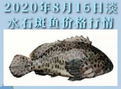 2020年8月16日淡水石斑鱼价格行...