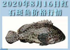2020年8月16日红石斑鱼价格行情...