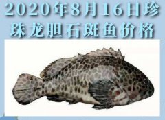 2020年8月16日珍珠龙胆石斑鱼价...