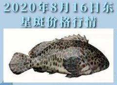 2020年8月16日东星斑价格行情、...
