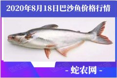 2020年8月18日巴沙鱼价格行情、...