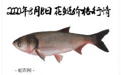 2020年8月18日花鲢价格行情、今...