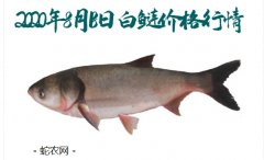 2020年8月18日白鲢价格行情、今...
