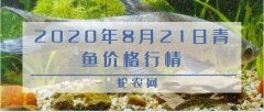 2020年8月21日青鱼价格行情、今...