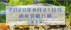 2020年8月21日乌青鱼价格行情、...