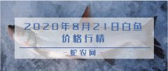 2020年8月21日白鱼价格行情、今...