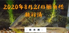 2020年8月21日鳜鱼价格行情、今...