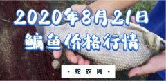 2020年8月21日鳊鱼价格行情、今...