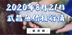 2020年8月21日武昌鱼价格行情、...