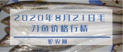 2020年8月21日毛刀鱼价格行情、...