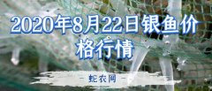2020年8月22日银鱼价格行情、今...