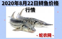 2020年8月22日鲟鱼价格行情、今...