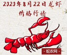 2020年8月22日龙虾价格行情、今...