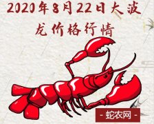 2020年8月22日大波龙价格行情、...