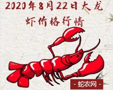 2020年8月22日大龙虾价格行情、...