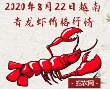 2020年8月22日越南青龙虾价格行...