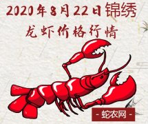 2020年8月22日锦绣龙虾价格行情...