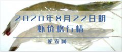 2020年8月22日明虾价格行情、今...