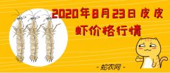 2020年8月23日皮皮虾价格行情、...