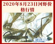 2020年8月23日河虾价格行情、今...