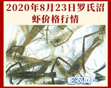 2020年8月23日罗氏沼虾价格行情...