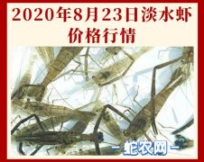 2020年8月23日淡水虾价格行情、...