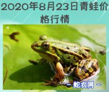 2020年8月23日青蛙价格行情、今...