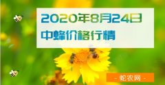 2020年8月24日中蜂价格行情、今...