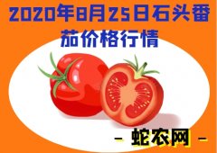 2020年8月25日石头番茄价格行情...