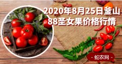 2020年8月25日釜山88圣女果价...