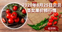 2020年8月25日贝贝圣女果价格行...