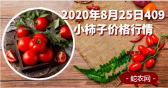 2020年8月25日409小柿子价格...