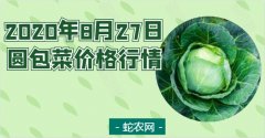 2020年8月27日圆包菜价格行情、...